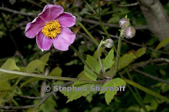 anemone tomentosa 5 graphic